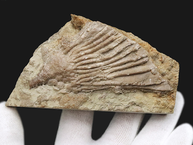 珍しいアイオワ州産標本、触手の保存状態をご覧あれ！希少なウミユリ、カクトクリヌス・インペラーター（Cactocrinus imperator Laudon）の上質化石（その5）