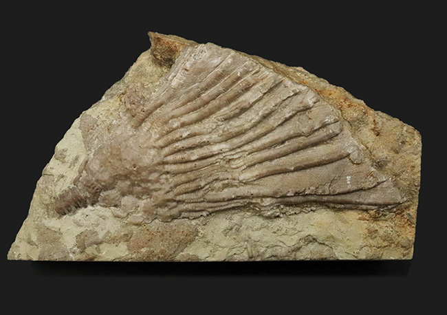 珍しいアイオワ州産標本、触手の保存状態をご覧あれ！希少なウミユリ、カクトクリヌス・インペラーター（Cactocrinus imperator Laudon）の上質化石（その6）