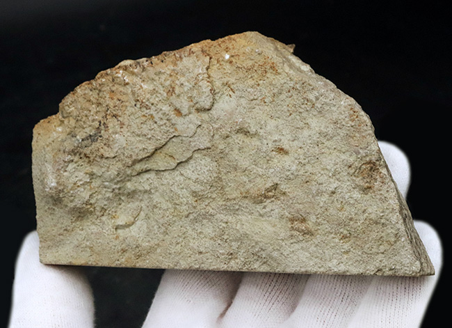 珍しいアイオワ州産標本、触手の保存状態をご覧あれ！希少なウミユリ、カクトクリヌス・インペラーター（Cactocrinus imperator Laudon）の上質化石（その7）