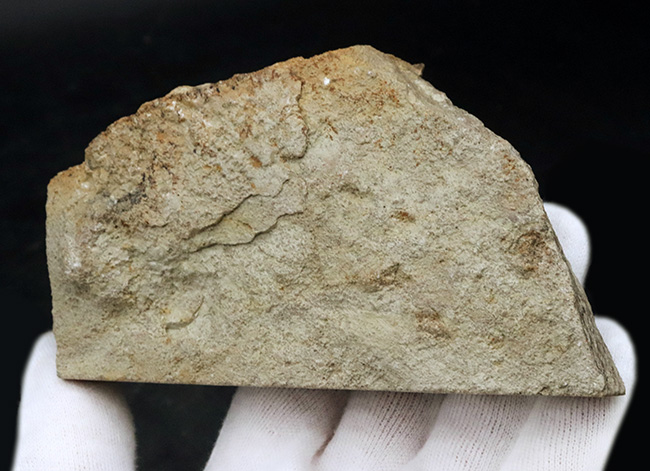 珍しいアイオワ州産標本、触手の保存状態をご覧あれ!希少なウミユリ、カクトクリヌス・インペラーター(Cactocrinus imperator Laudon)の上質化石(その7)