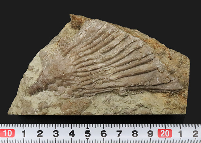 珍しいアイオワ州産標本、触手の保存状態をご覧あれ！希少なウミユリ、カクトクリヌス・インペラーター（Cactocrinus imperator Laudon）の上質化石（その9）