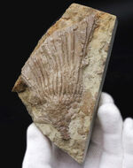 珍しいアイオワ州産標本、触手の保存状態をご覧あれ！希少なウミユリ、カクトクリヌス・インペラーター（Cactocrinus imperator Laudon）の上質化石