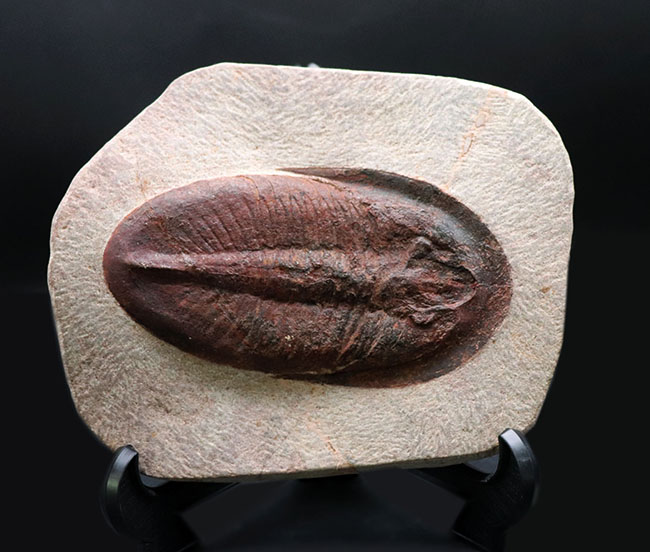 ベリーベリーレア!非常に珍しいモロッコ産のアサフス(Asaphus)の化石。これから研究が進み価値がさらに高まる可能性あり!(その1)