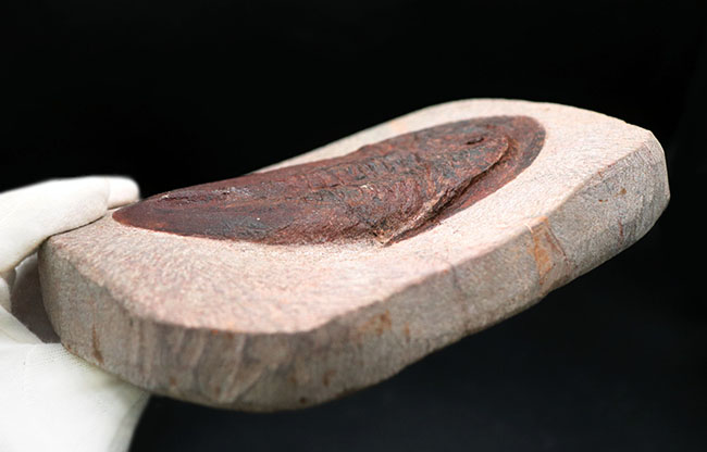 ベリーベリーレア！非常に珍しいモロッコ産のアサフス（Asaphus）の化石。これから研究が進み価値がさらに高まる可能性あり！（その10）