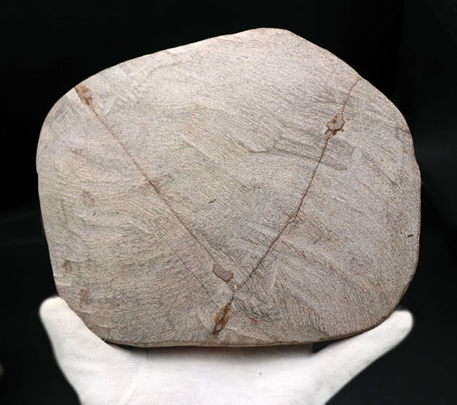 ベリーベリーレア！非常に珍しいモロッコ産のアサフス（Asaphus）の化石。これから研究が進み価値がさらに高まる可能性あり！（その11）