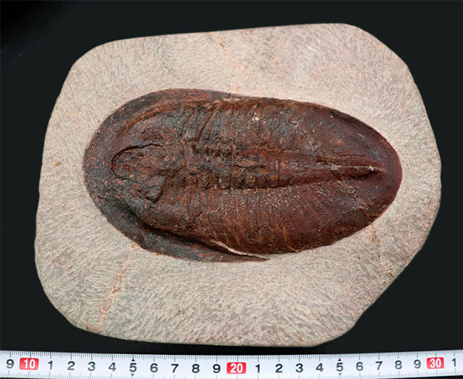 ベリーベリーレア！非常に珍しいモロッコ産のアサフス（Asaphus）の化石。これから研究が進み価値がさらに高まる可能性あり！（その12）
