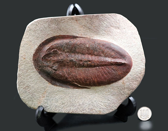 ベリーベリーレア!非常に珍しいモロッコ産のアサフス(Asaphus)の化石。これから研究が進み価値がさらに高まる可能性あり!(その13)