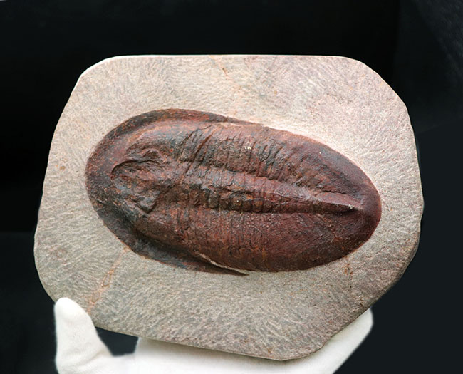 ベリーベリーレア!非常に珍しいモロッコ産のアサフス(Asaphus)の化石。これから研究が進み価値がさらに高まる可能性あり!(その2)