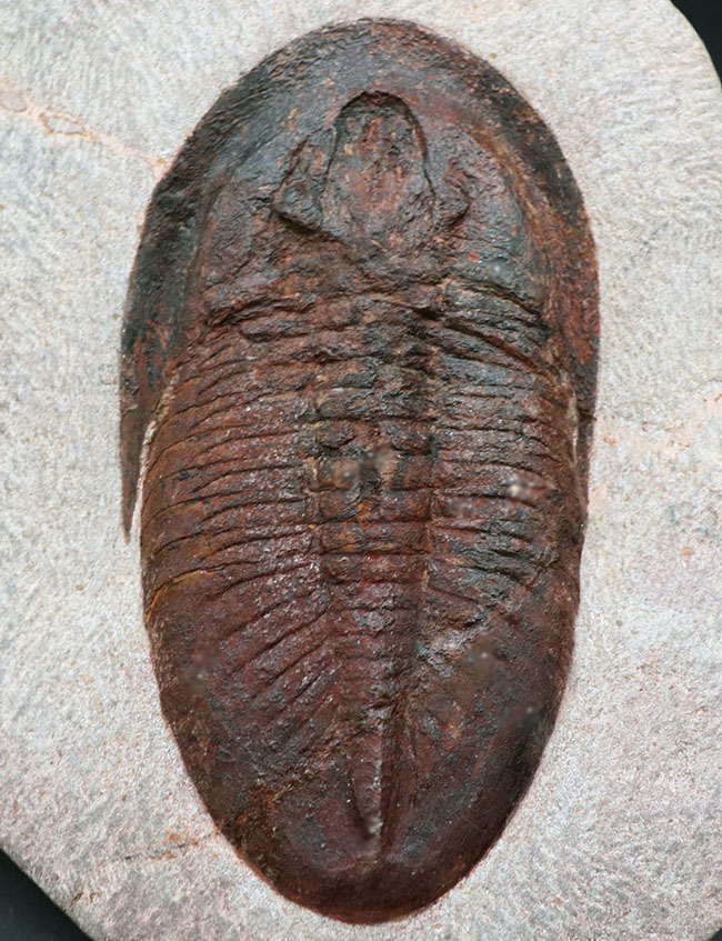 ベリーベリーレア！非常に珍しいモロッコ産のアサフス（Asaphus）の化石。これから研究が進み価値がさらに高まる可能性あり！（その3）
