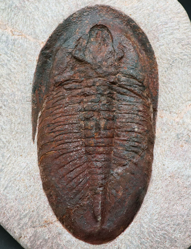ベリーベリーレア!非常に珍しいモロッコ産のアサフス(Asaphus)の化石。これから研究が進み価値がさらに高まる可能性あり!(その3)