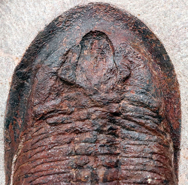 ベリーベリーレア!非常に珍しいモロッコ産のアサフス(Asaphus)の化石。これから研究が進み価値がさらに高まる可能性あり!(その4)