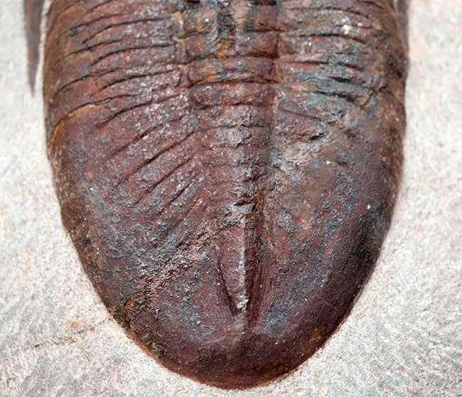 ベリーベリーレア！非常に珍しいモロッコ産のアサフス（Asaphus）の化石。これから研究が進み価値がさらに高まる可能性あり！（その6）