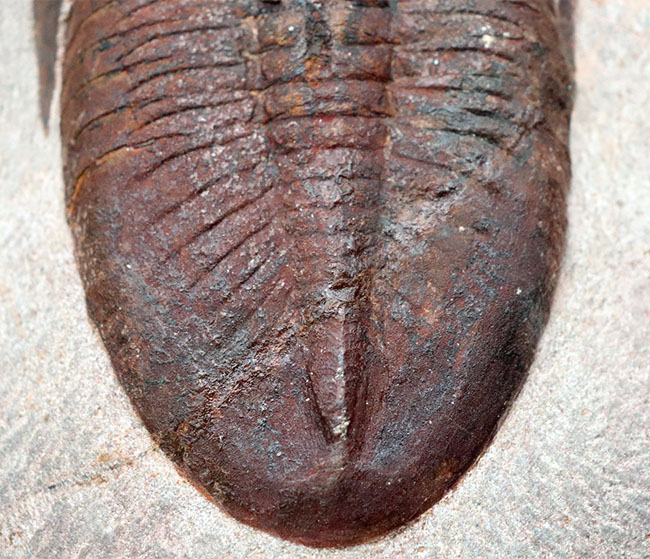 ベリーベリーレア!非常に珍しいモロッコ産のアサフス(Asaphus)の化石。これから研究が進み価値がさらに高まる可能性あり!(その6)