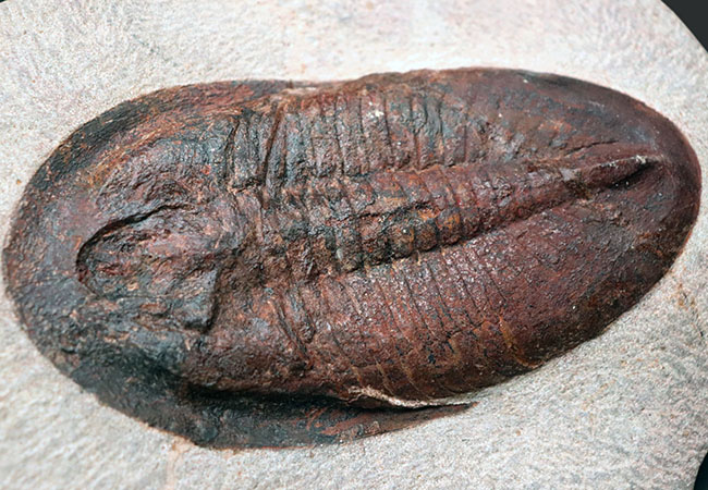 ベリーベリーレア!非常に珍しいモロッコ産のアサフス(Asaphus)の化石。これから研究が進み価値がさらに高まる可能性あり!(その7)