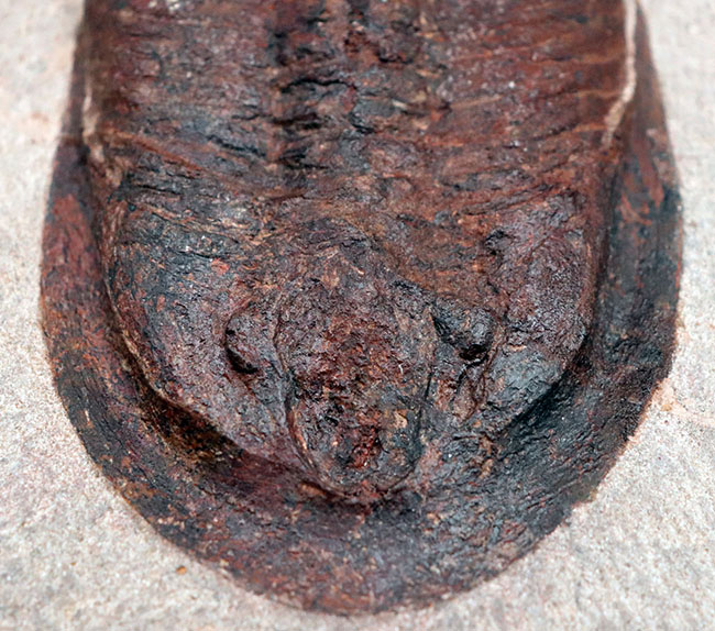 ベリーベリーレア!非常に珍しいモロッコ産のアサフス(Asaphus)の化石。これから研究が進み価値がさらに高まる可能性あり!(その8)