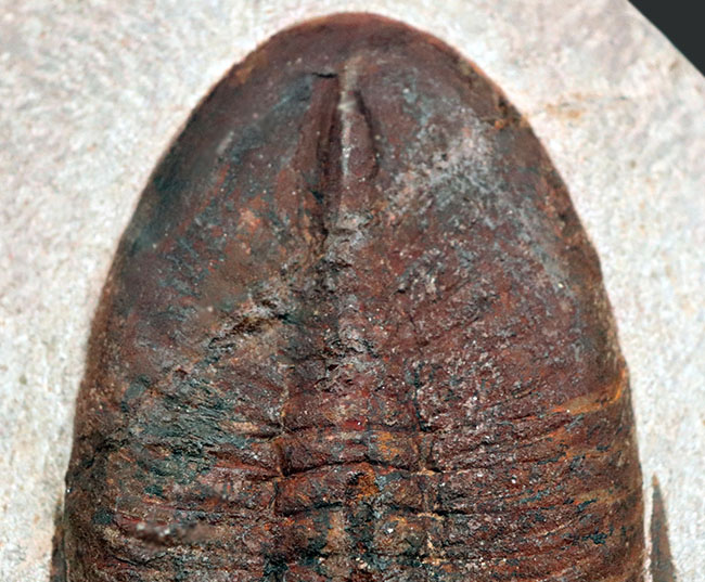 ベリーベリーレア!非常に珍しいモロッコ産のアサフス(Asaphus)の化石。これから研究が進み価値がさらに高まる可能性あり!(その9)