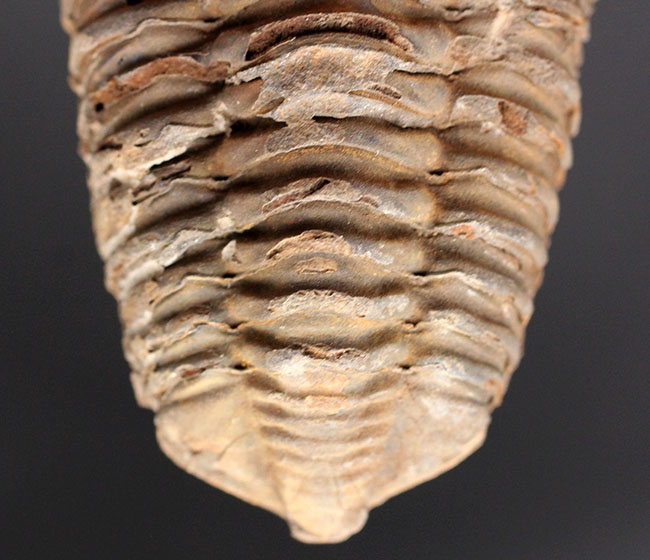 モロッコ産の三葉虫、カリメネの特大の標本です。10ンチ超え！ 三