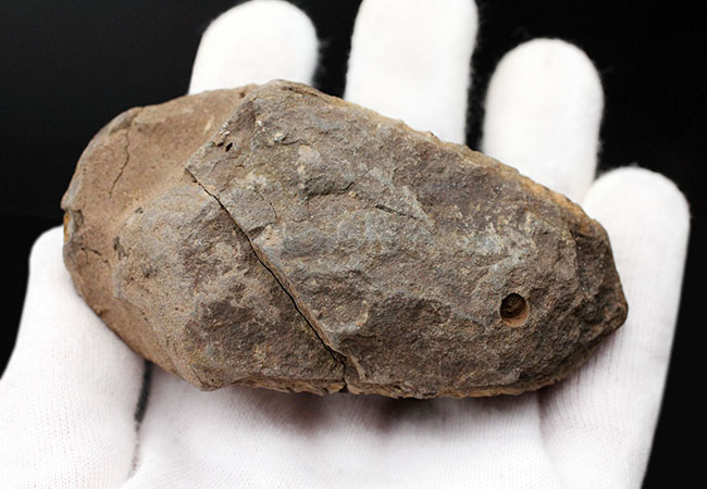 モロッコ産の三葉虫、カリメネの特大の標本です。10ンチ超え!(その8)