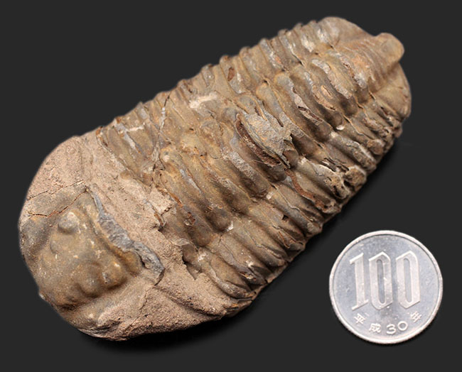 モロッコ産の三葉虫、カリメネの特大の標本です。10ンチ超え!(その9)