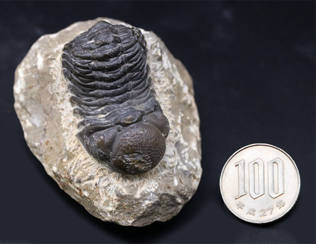 大きな頭鞍部が特徴的、「魚の時代」に繁栄したモロッコ産の三葉虫、リードプス(Reedops)(その10)