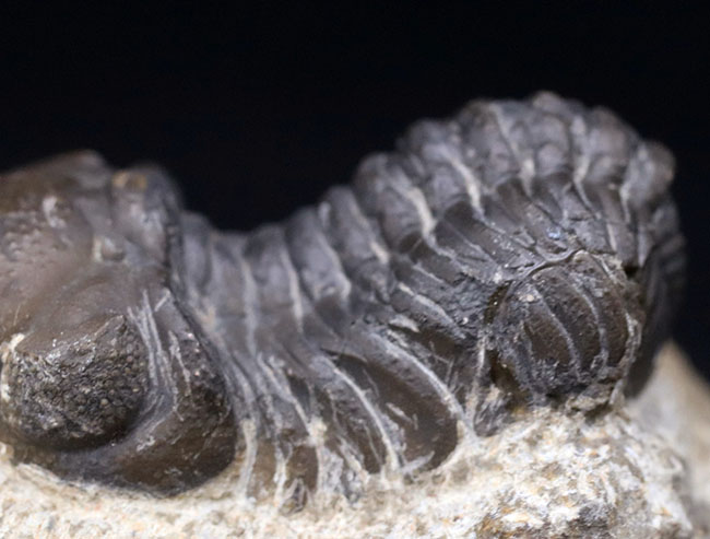 大きな頭鞍部が特徴的、「魚の時代」に繁栄したモロッコ産の三葉虫、リードプス(Reedops)(その5)