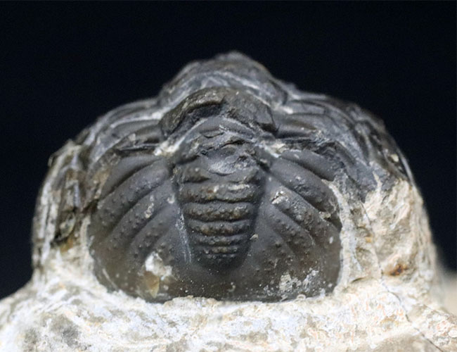 大きな頭鞍部が特徴的、「魚の時代」に繁栄したモロッコ産の三葉虫、リードプス(Reedops)(その6)