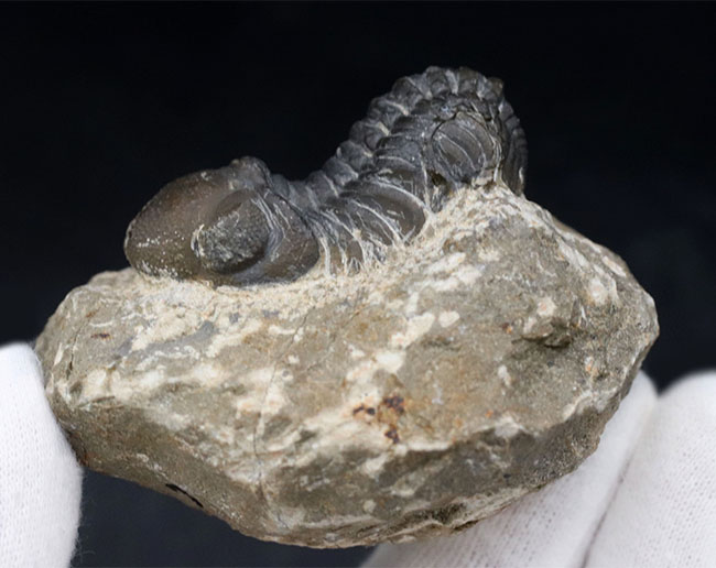 大きな頭鞍部が特徴的、「魚の時代」に繁栄したモロッコ産の三葉虫