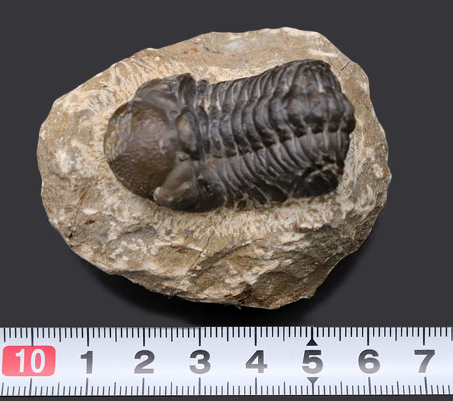 大きな頭鞍部が特徴的、「魚の時代」に繁栄したモロッコ産の三葉虫、リードプス(Reedops)(その9)
