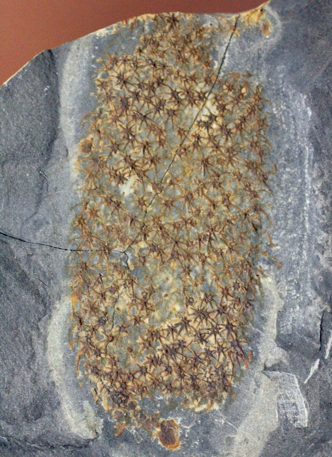 超マニアック！価値が分かる方だけに送る、カンブリア爆発で現れた原始的な海綿動物（Chancelloria pentacta）のほぼ完全な標本（その2）
