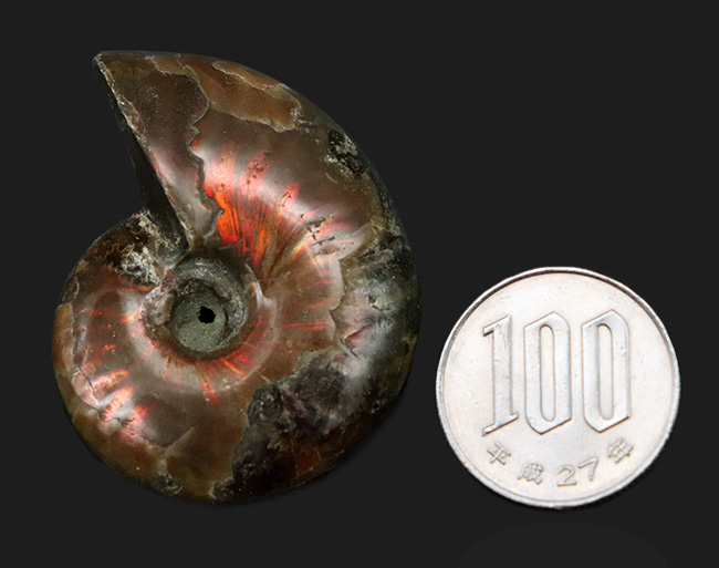 遊色の面白さを体感してください！マダガスカル産の赤き遊色