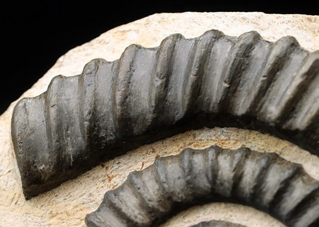 これぞコレクショングレード！ゆる巻きアンモナイトの代表格