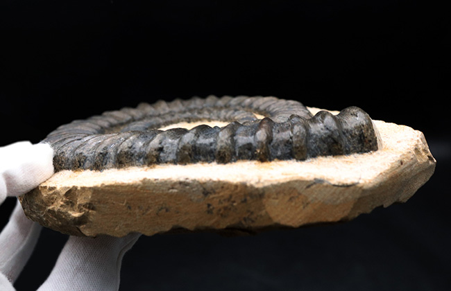 これぞコレクショングレード！ゆる巻きアンモナイトの代表格