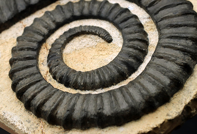 これぞコレクショングレード！ゆる巻きアンモナイトの代表格