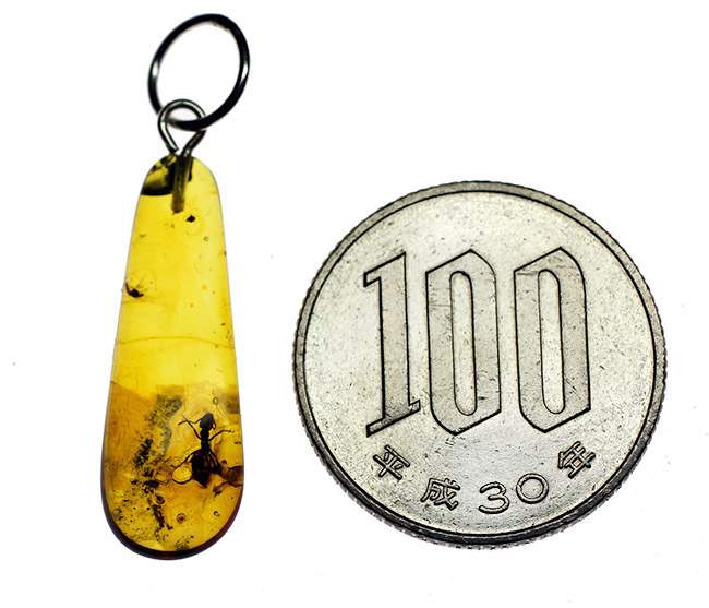 シンプル・イズ・ベスト!4000万年前のアリが包まれたバルト海産虫入り琥珀ペンダントトップ(高級ジュエリーケース、チェーンと革紐付)(その11)