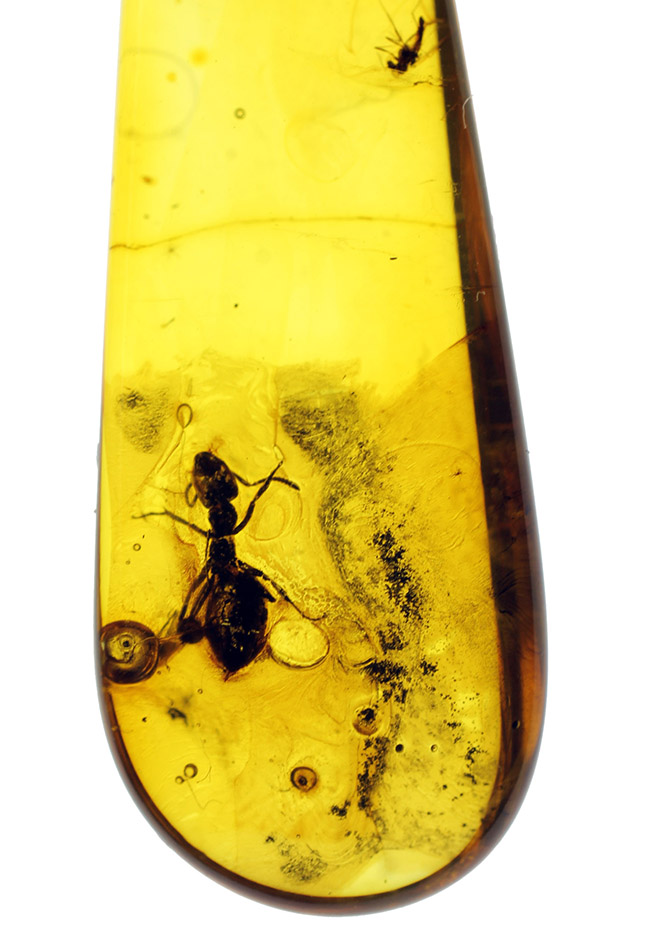 シンプル・イズ・ベスト！４０００万年前のアリが閉じ込められたバルト海産虫入り琥珀ペンダントトップ（高級ジュエリーケース、チェーンと革紐付）（その6）