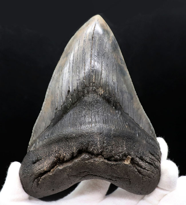 ロングカーブ計測でなんと１５７ミリに達する、モンスター級のサイズを誇る、メガロドン（Carcharocles megalodon）の歯化石。上質で美しい一級品！（その1）