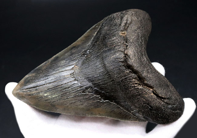 ロングカーブ計測でなんと157ミリに達する、モンスター級のサイズを誇る、メガロドン(Carcharocles megalodon)の歯化石。上質で美しい一級品!(その10)