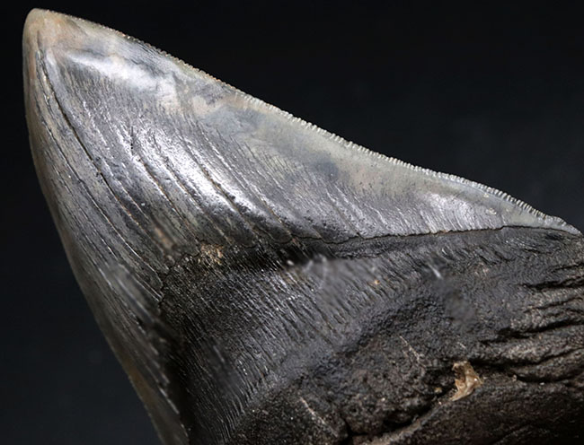 ロングカーブ計測でなんと１５７ミリに達する、モンスター級のサイズを誇る、メガロドン（Carcharocles megalodon）の歯化石。上質で美しい一級品！（その11）