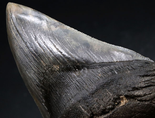 ロングカーブ計測でなんと157ミリに達する、モンスター級のサイズを誇る、メガロドン(Carcharocles megalodon)の歯化石。上質で美しい一級品!(その11)