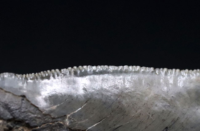 ロングカーブ計測でなんと157ミリに達する、モンスター級のサイズを誇る、メガロドン(Carcharocles megalodon)の歯化石。上質で美しい一級品!(その12)