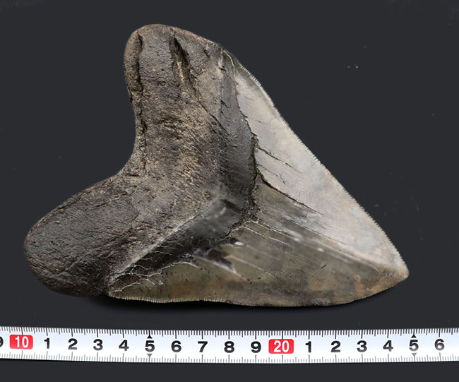 ロングカーブ計測でなんと157ミリに達する、モンスター級のサイズを誇る、メガロドン(Carcharocles megalodon)の歯化石。上質で美しい一級品!(その13)