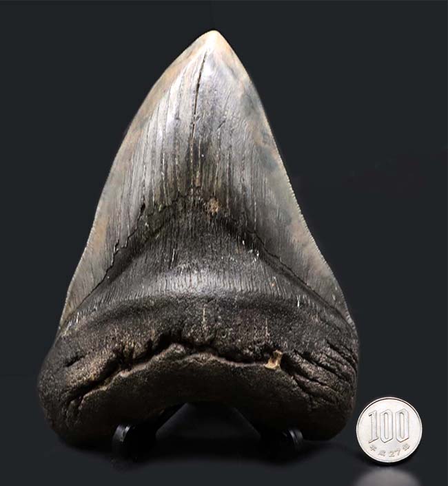 ロングカーブ計測でなんと１５７ミリに達する、モンスター級のサイズを誇る、メガロドン（Carcharocles megalodon）の歯化石。上質で美しい一級品！（その14）