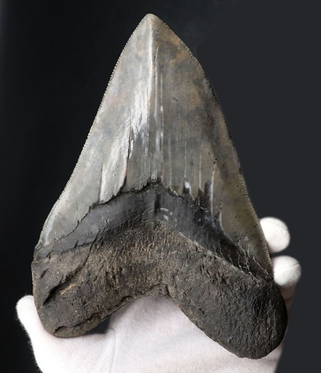 ロングカーブ計測でなんと157ミリに達する、モンスター級のサイズを誇る、メガロドン(Carcharocles megalodon)の歯化石。上質で美しい一級品!(その2)