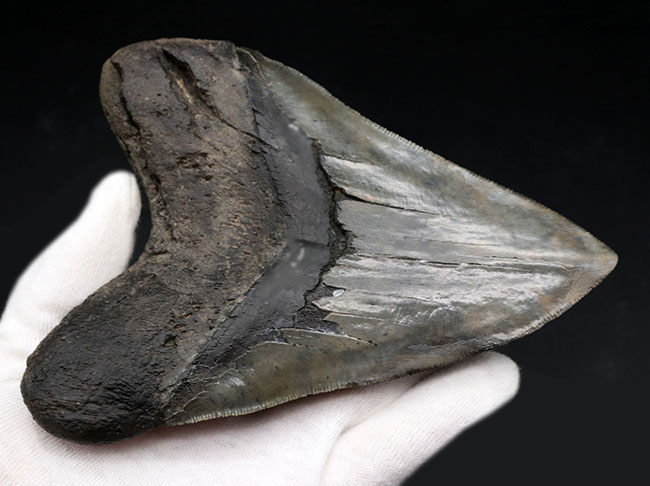 ロングカーブ計測でなんと１５７ミリに達する、モンスター級のサイズを誇る、メガロドン（Carcharocles megalodon）の歯化石。上質で美しい一級品！（その3）