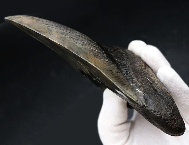 ロングカーブ計測でなんと157ミリに達する、モンスター級のサイズを誇る、メガロドン(Carcharocles megalodon)の歯化石。上質で美しい一級品!(その4)