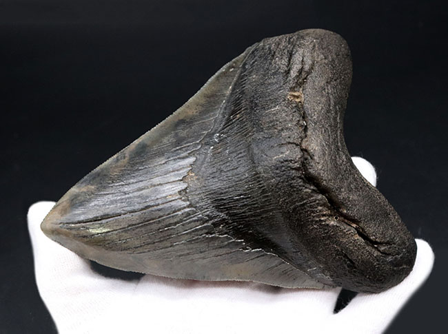ロングカーブ計測でなんと157ミリに達する、モンスター級のサイズを誇る、メガロドン(Carcharocles megalodon)の歯化石。上質で美しい一級品!(その5)