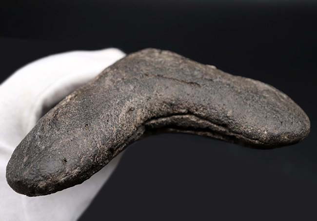 ロングカーブ計測でなんと157ミリに達する、モンスター級のサイズを誇る、メガロドン(Carcharocles megalodon)の歯化石。上質で美しい一級品!(その6)