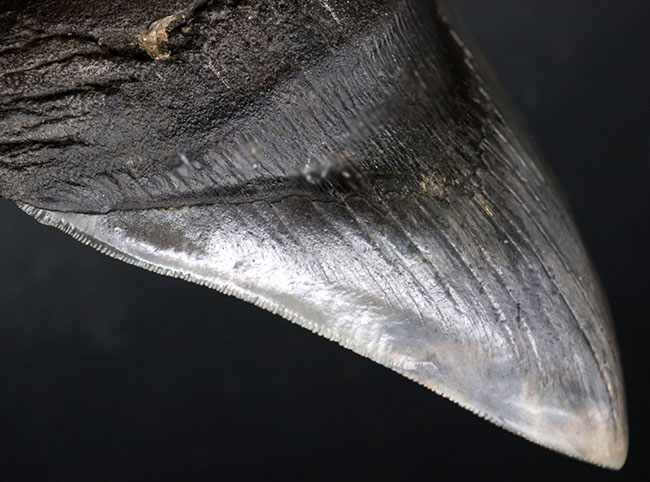 ロングカーブ計測でなんと157ミリに達する、モンスター級のサイズを誇る、メガロドン(Carcharocles megalodon)の歯化石。上質で美しい一級品!(その8)