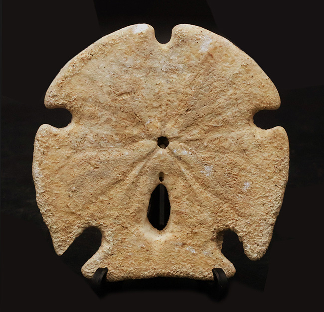 ほぼ10センチ!古代のウニ、エンコープ・カルフォルニカス(Encope californicus)の大型化石(その1)