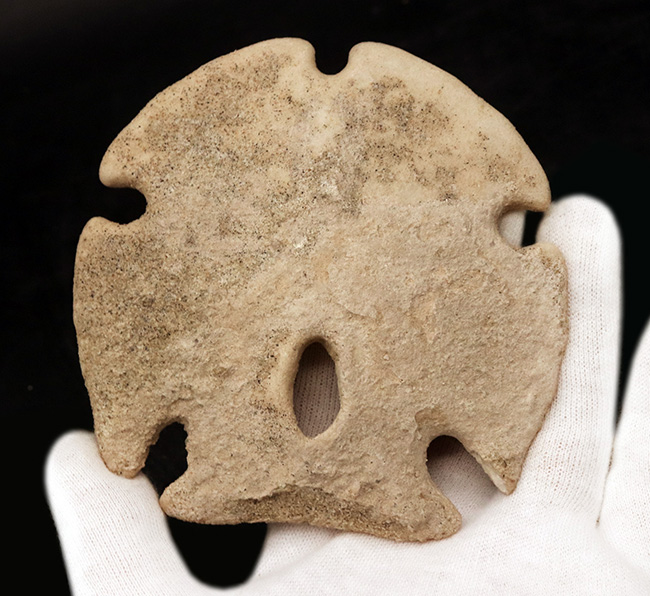 ほぼ10センチ!古代のウニ、エンコープ・カルフォルニカス(Encope californicus)の大型化石(その2)